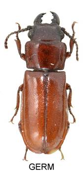 aaa D Drážďany.JPG