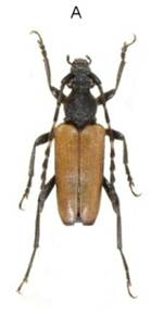 1a St. maculicornis samec.jpg